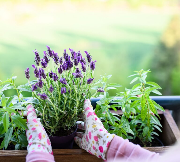 Mit gemusterten Gartenhandschuhen setzt eine Person blühenden Lavendel zwischen grüne Kräuter in einen Holzkasten auf dem Balkon. | © GettyImages/Halfpoint Images