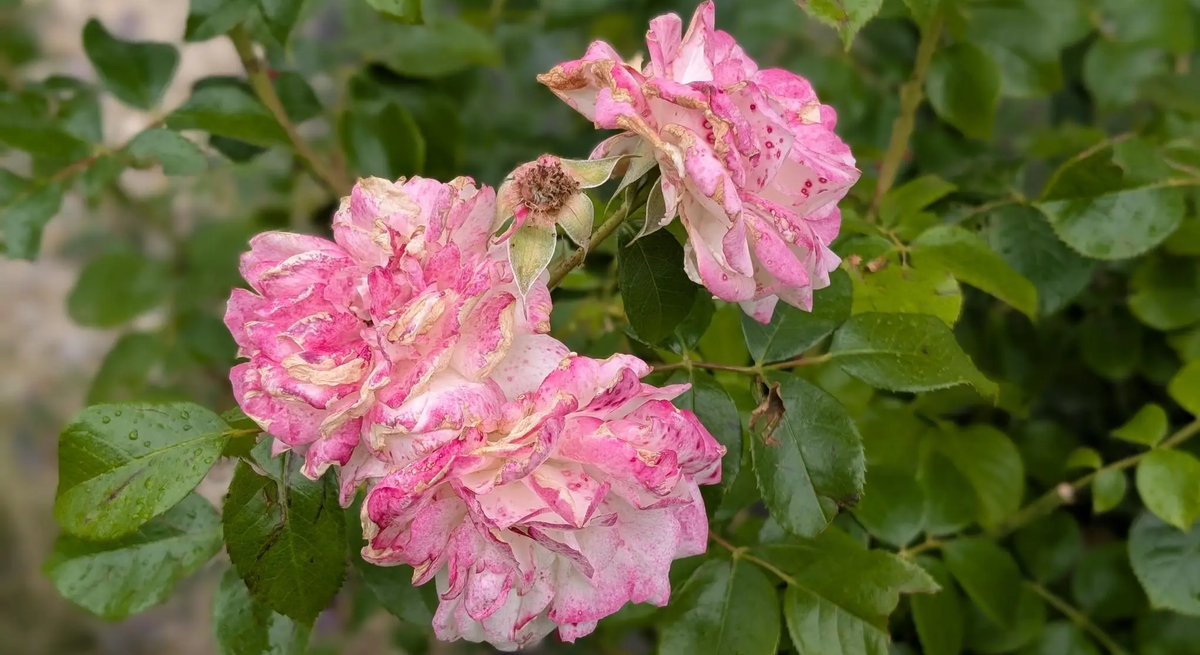 Rosa gewordene weiße Rosen