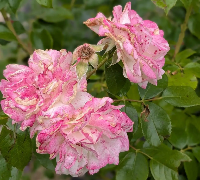 Rosa gewordene weiße Rosen | © Ann-Kathrin Schöll