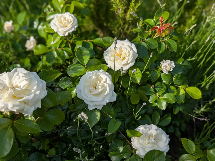 Weiße Rosen im Beet vor dem Regen | © Ann-Kathrin Schöll