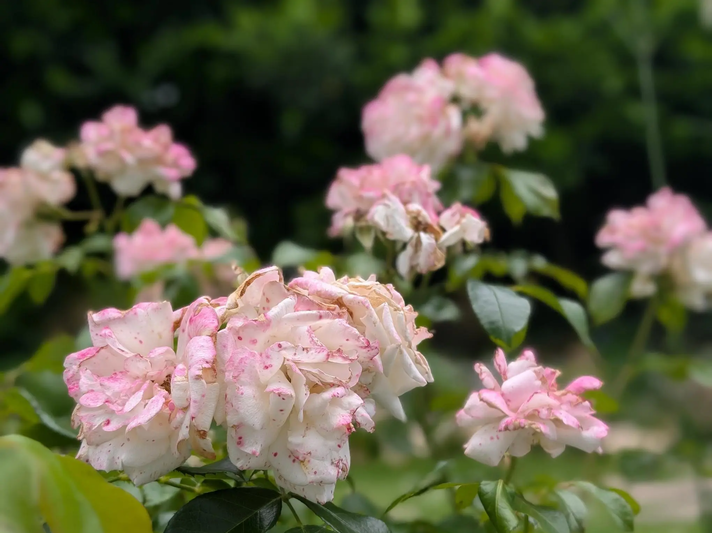 Weiße Rosen sind rosa geworden | © Ann-Kathrin Schöll