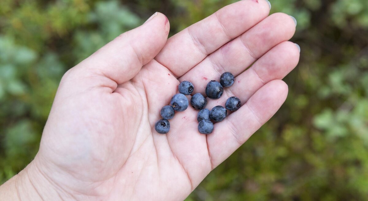 Hand einer Frau hält ein paar Heidelbeeren.  | © Getty Images