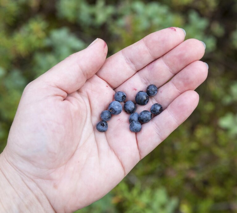 Hand einer Frau hält ein paar Heidelbeeren.  | © Getty Images