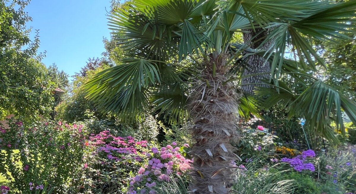 Üppig blühendes Staudenbeet mit pinken und violetten Blumen vor einer Palme, umgeben von Bäumen und sonnigem Rasen. | © GettyImages/Franz Aberham