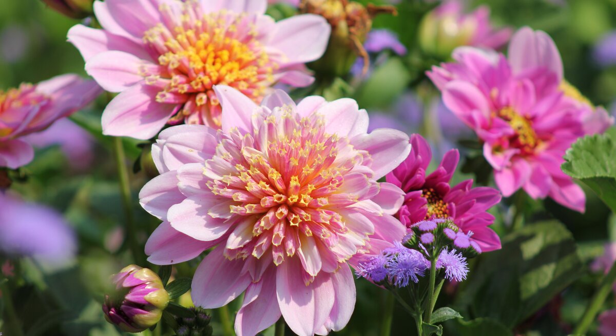 Es sind bunte Dahlien im Vordergund in einem Blumenbeet mit violetten Blumen zu sehen.