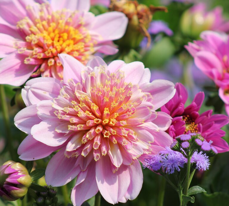 Es sind bunte Dahlien im Vordergund in einem Blumenbeet mit violetten Blumen zu sehen. | © gettyimages/ Alex AVEDESSIAN / 500px