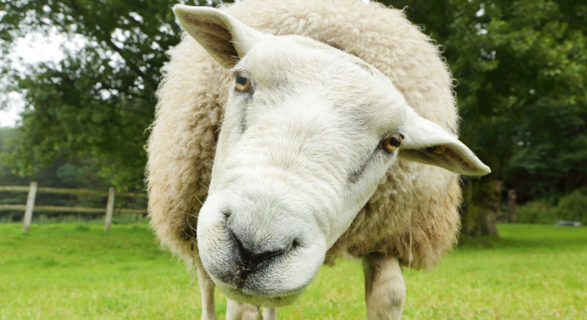 Ein Schaf guckt mit einem schief gehaltenen Kopf lustig in die Kamera.