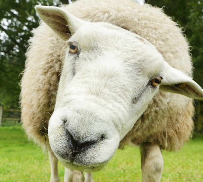 Ein Schaf guckt mit einem schief gehaltenen Kopf lustig in die Kamera. | © gettyimages/ Peter Cade