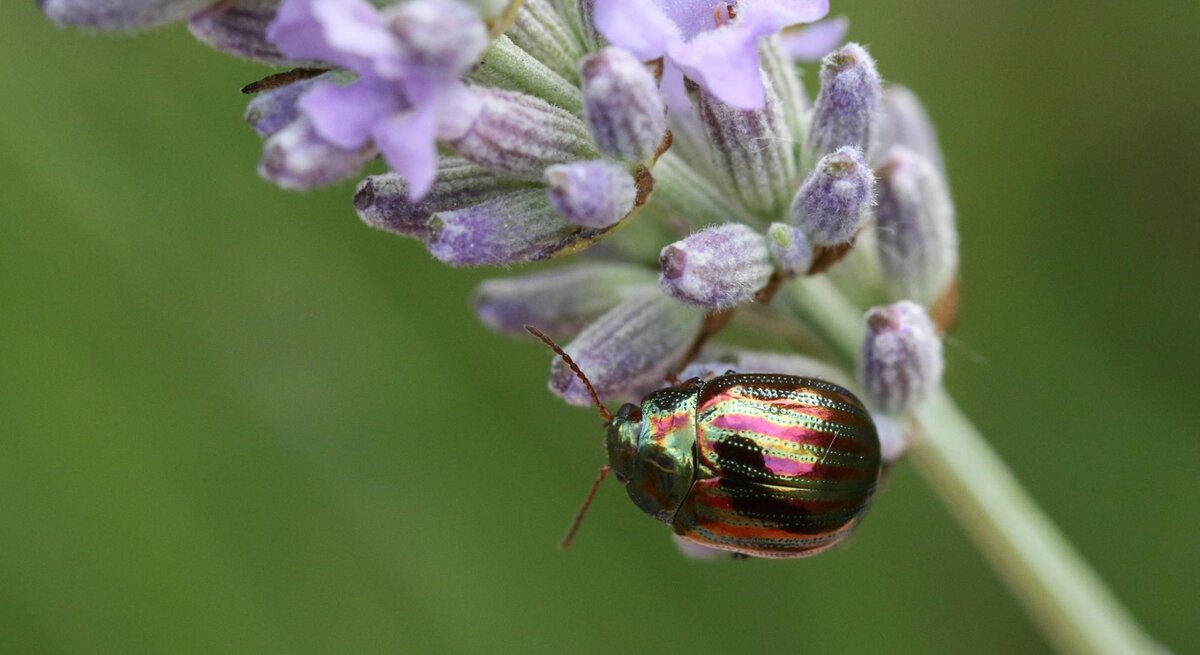 Juwelenkäfer auf einer Lavendelblüte im Garten. 