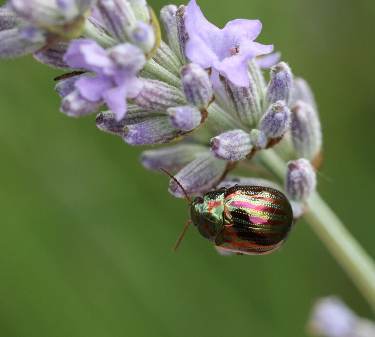 Juwelenkäfer auf einer Lavendelblüte im Garten.  | © Getty Images