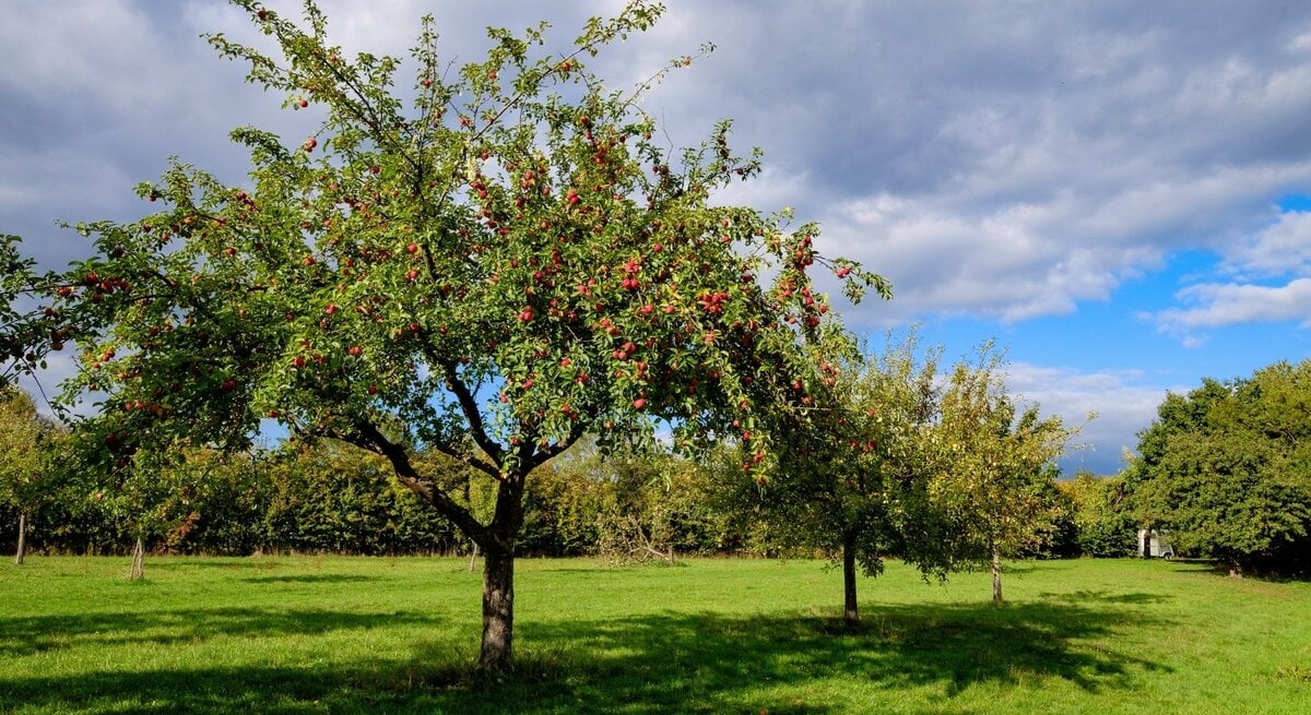 Streuobstwiese mit mehreren Apfelbäumen voller roter Äpfel auf grüner Wiese, Sonnen‑Wolken-Mix mit blauem Himmelsfenster.