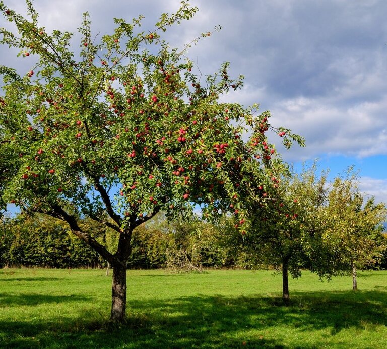 Streuobstwiese mit mehreren Apfelbäumen voller roter Äpfel auf grüner Wiese, Sonnen‑Wolken-Mix mit blauem Himmelsfenster. | ©  Adobe Stock/ fotografci