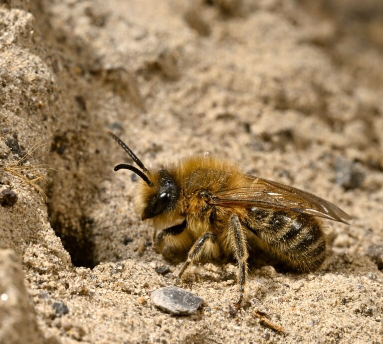 Eine Frühlings-Seidenbiene auf einer Sandfläche. | © bennytrapp / stock.adobe.com