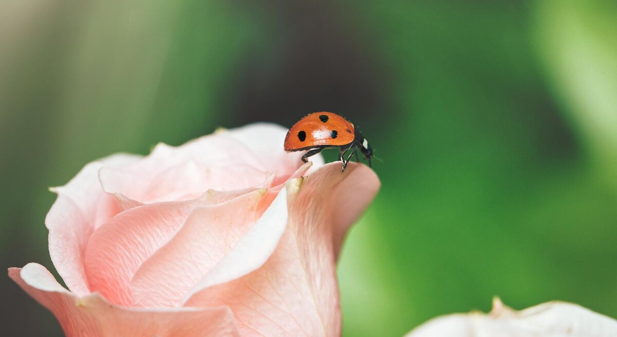 Ein Marienkäfer auf einer Rose in Nahaufnahme, 