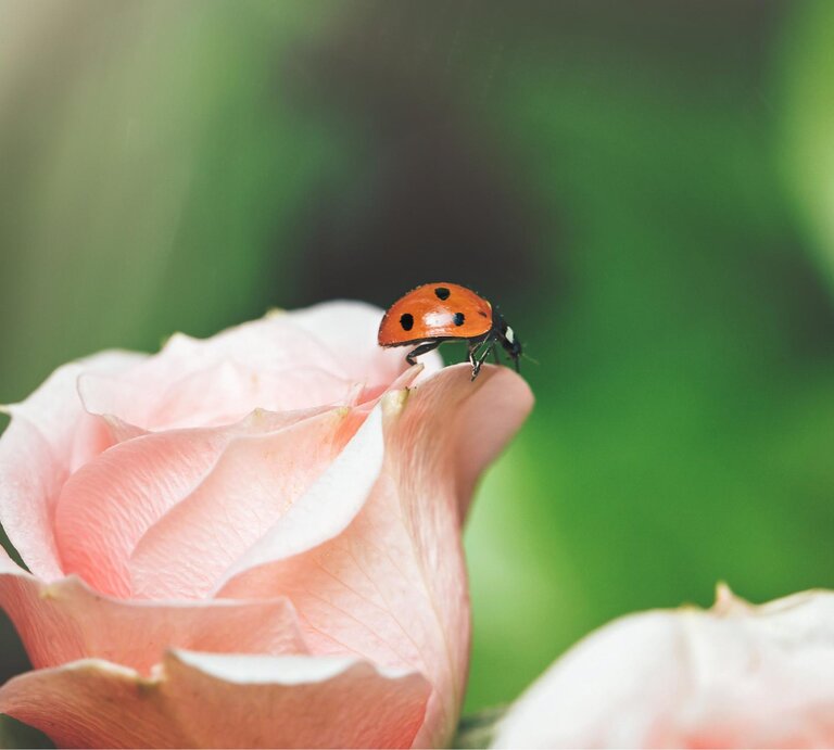 Ein Marienkäfer auf einer Rose in Nahaufnahme,  | © Getty Images