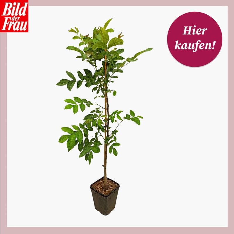 Junger Walnussbaum im schwarzen Pflanztopf vor weißem Hintergrund, umrahmt von einem roséfarbenen Rand. Oben links das „Bild der Frau“-Logo, oben rechts ein runder Magenta-Störer mit der Aufschrift „Hier kaufen!“. | © Lidl