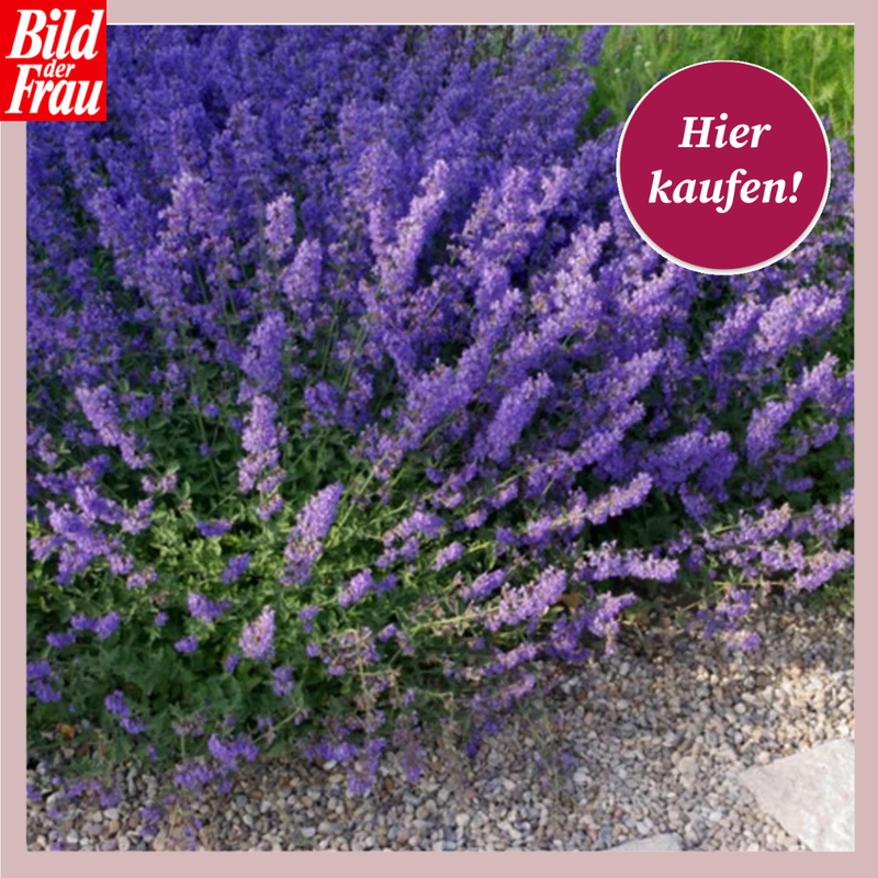 Katzenminze in einem Kiesbeet.  | © Lidl