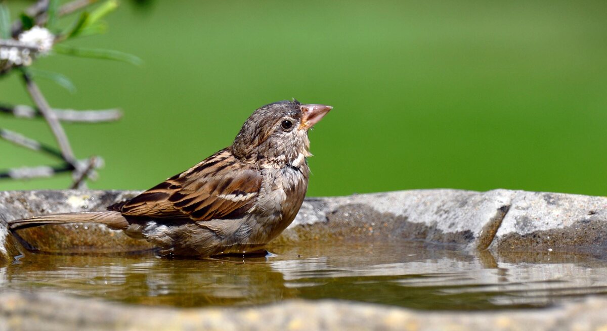 Ein Vogel in einer Vogeltränke. 