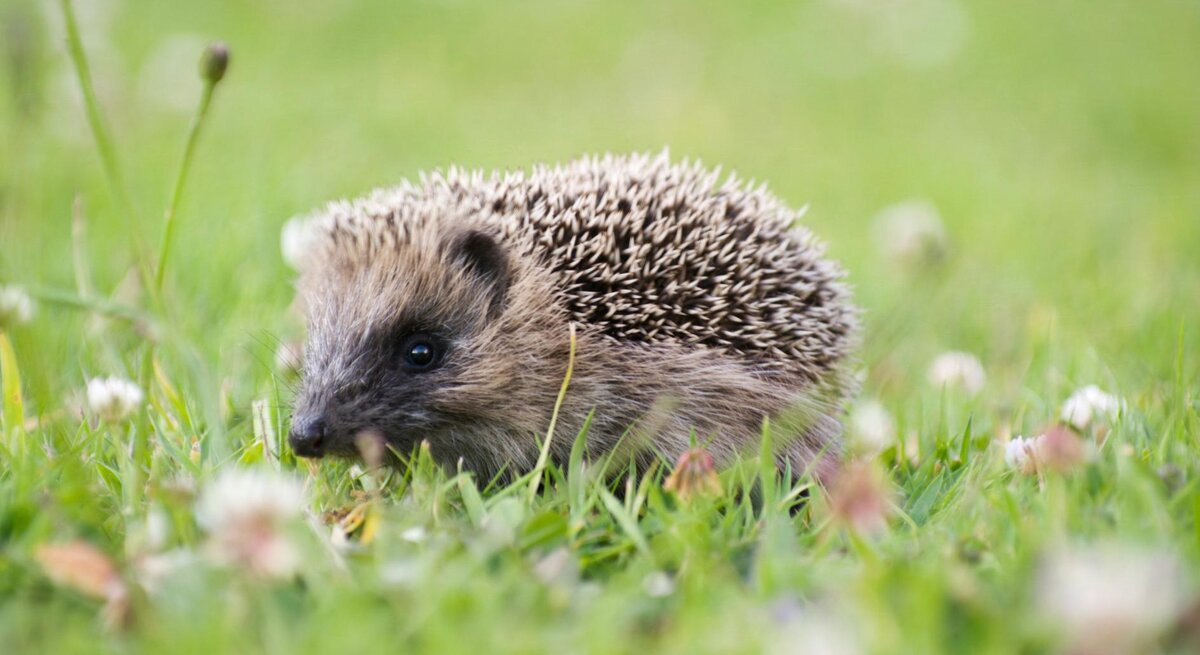Ein Igel läuft durch den Garten über den Rasen.  | © Getty Images