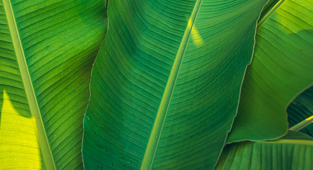 Es sind große, grüne, saftige Bananenbläter zu sehen