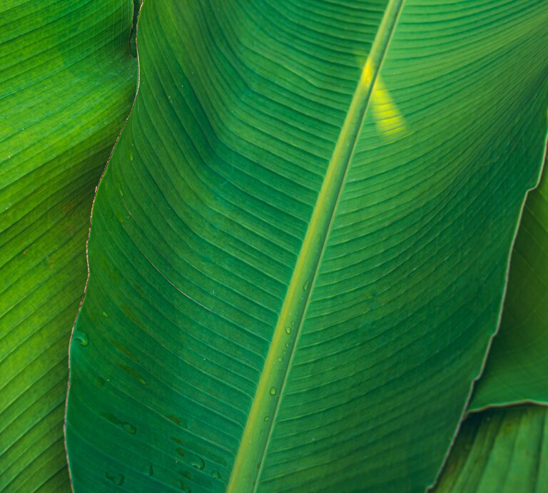 Es sind große, grüne, saftige Bananenbläter zu sehen | © gettyimages/ wilatlak villette