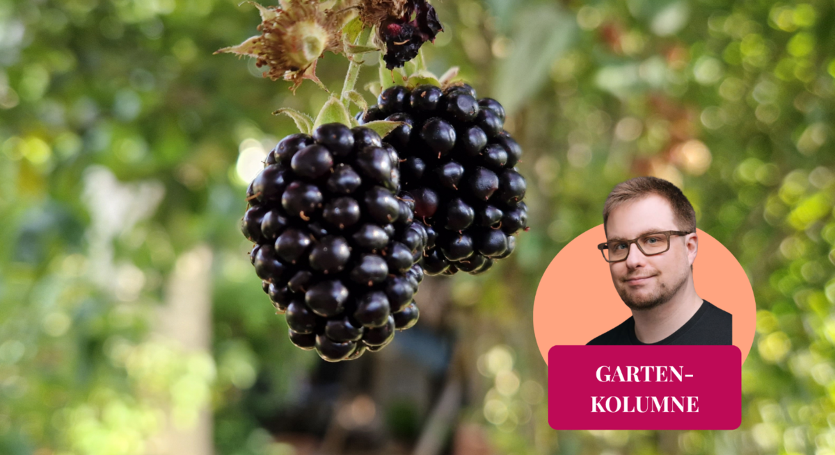 Zwei reife Brombeeren in der Sommersonne.  | © Mattias Nemeth