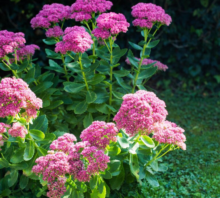 Fetthenne im Garten.  | © Getty Images