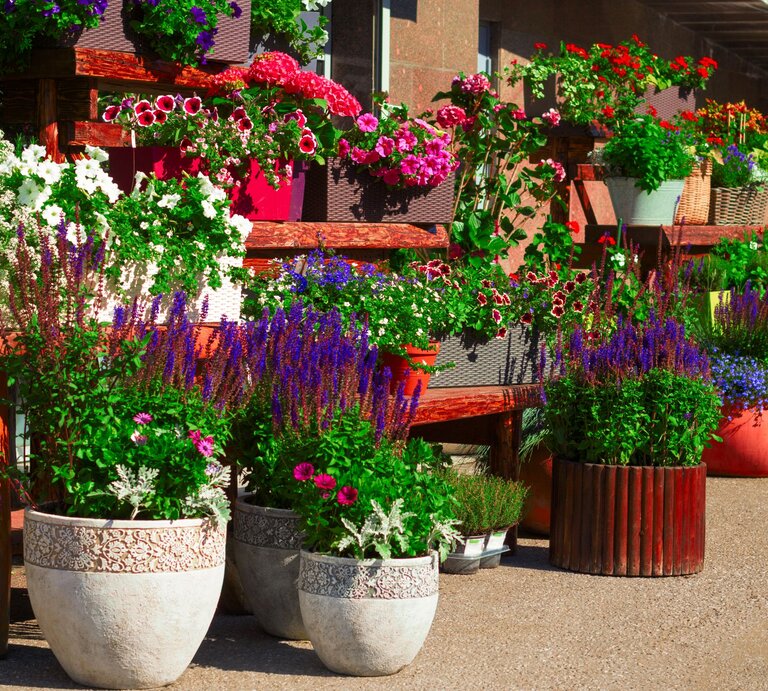 Farbenfrohe Blumentöpfe mit üppig blühenden Geranien, Petunien und Lavendel stehen dicht in der Sonne. | © GettyImages/dvulikaia