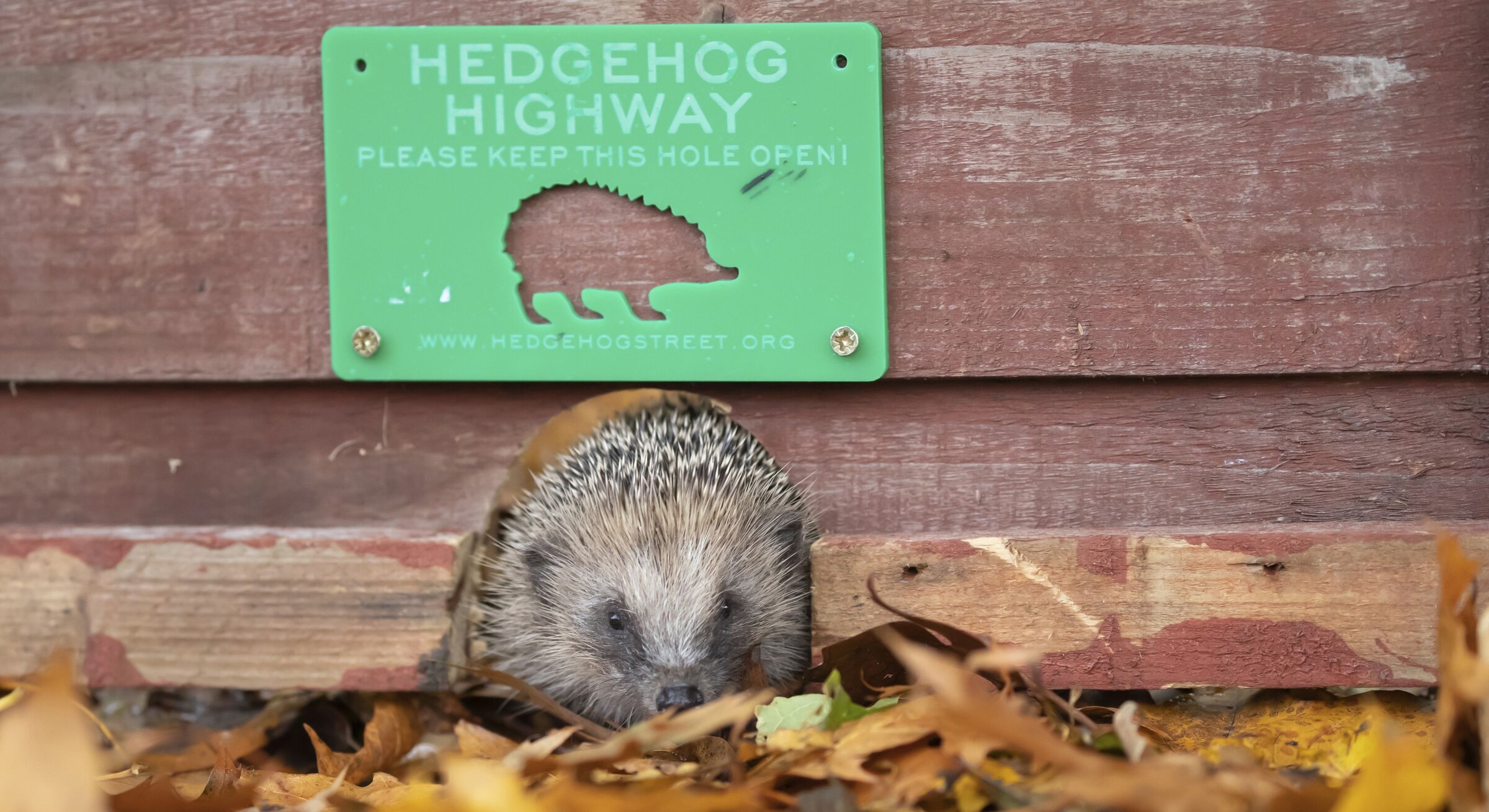 Igel im Garten: Mit einer 13-Zentimeter-Lücke im Zaun wirst du Teil der ...