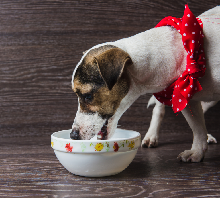 Hund frisst aus Napf | © Canva
