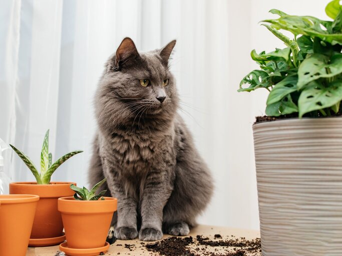 Flauschige graue Katze sitzt zwischen Blumentöpfen auf einem Tisch, Erde ist verschüttet, im Hintergrund helle Gardinen. | © Adobe Stock/ Elena Medoks