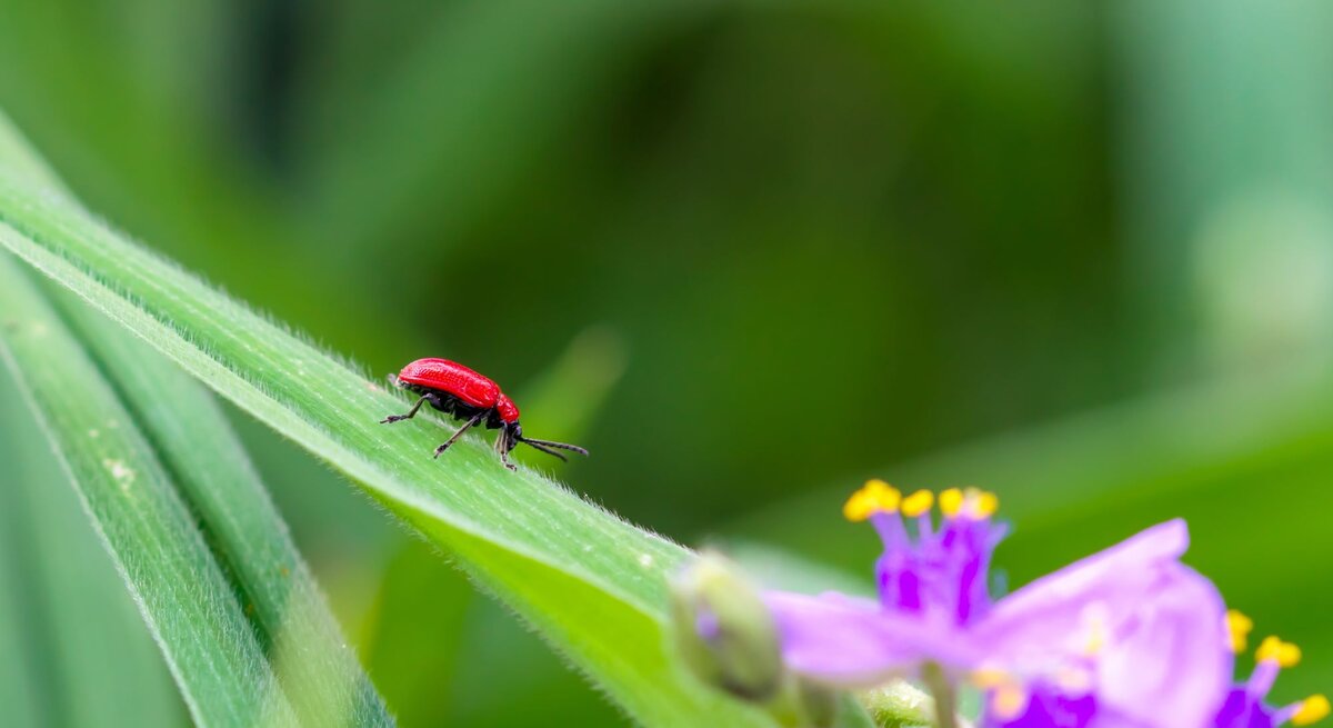Ein leuchtend roter Käfer krabbelt über ein grünes Blatt, im Vordergrund violette Blüten mit gelben Staubblättern.