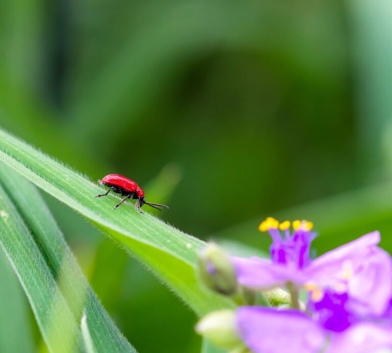 Ein leuchtend roter Käfer krabbelt über ein grünes Blatt, im Vordergrund violette Blüten mit gelben Staubblättern. | © Adobe Stock / ImageSine