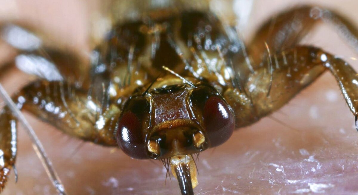 Nahaufnahme einer Hirschlausfliege auf menschlicher Haut. Die Detailaufnahme offenbart die charakteristischen Merkmale der Fliege, wie die großen, dunklen Augen und die kräftigen Mundwerkzeuge, die für das Saugen von Blut optimiert sind.