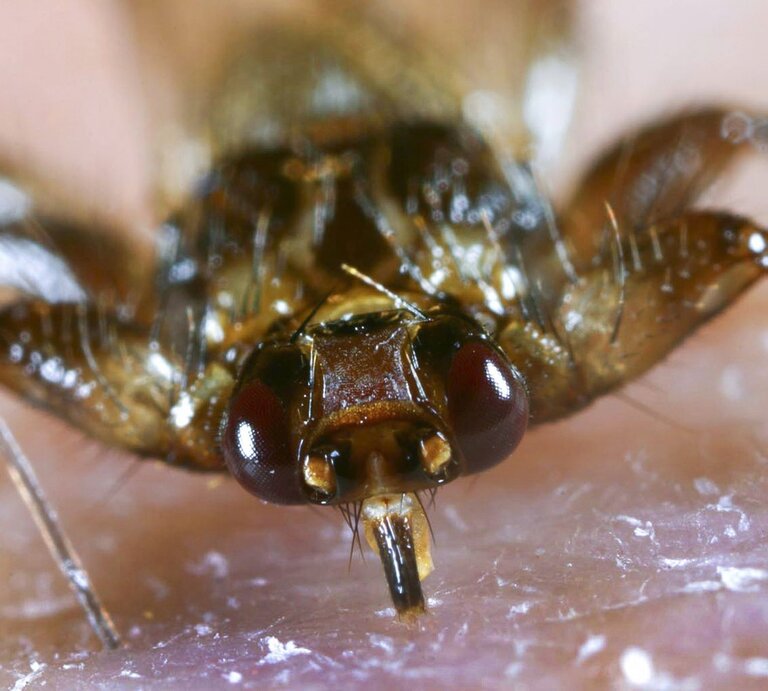 Nahaufnahme einer Hirschlausfliege auf menschlicher Haut. Die Detailaufnahme offenbart die charakteristischen Merkmale der Fliege, wie die großen, dunklen Augen und die kräftigen Mundwerkzeuge, die für das Saugen von Blut optimiert sind. | © IMAGO / blickwinkel