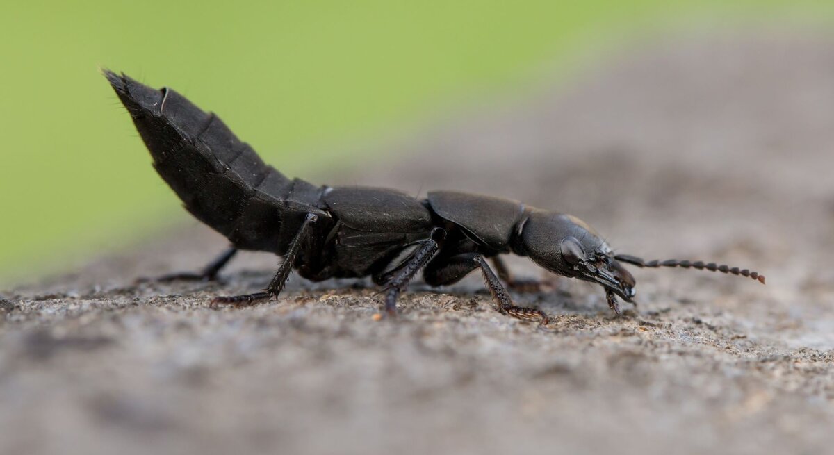 Schwarzer Moderkäfer mit erhobenem Hinterleib krabbelt auf rauer Steinoberfläche vor unscharf grünem Hintergrund.