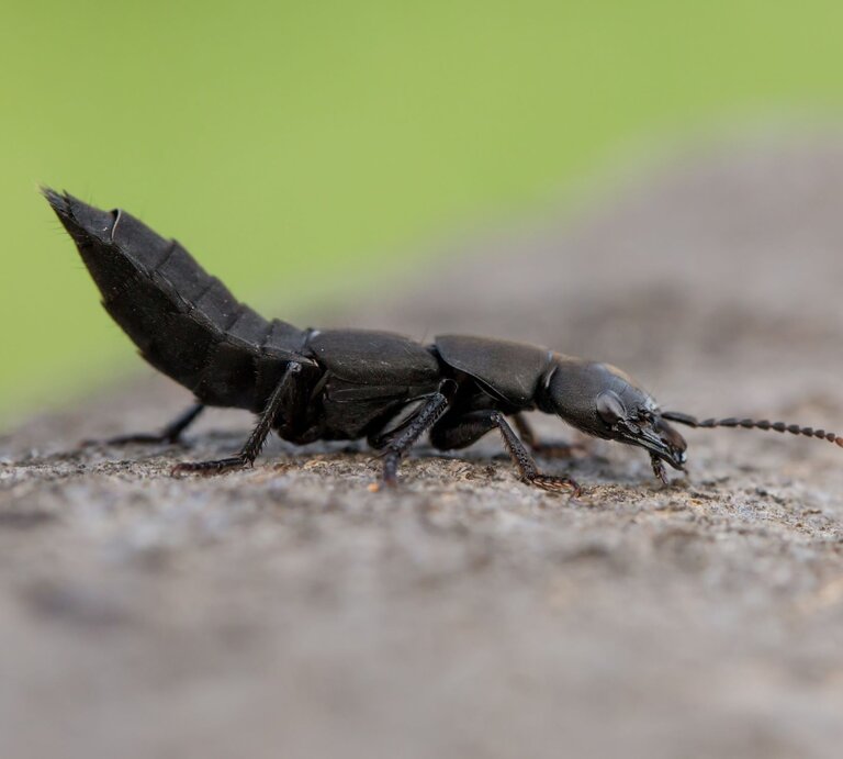 Schwarzer Moderkäfer mit erhobenem Hinterleib krabbelt auf rauer Steinoberfläche vor unscharf grünem Hintergrund. | © Adobe Stock / MF Photo