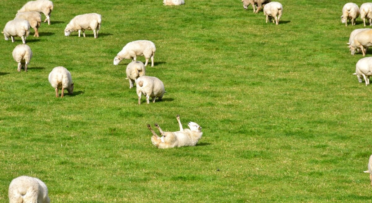 Auf einer sonnigen Weide voller grasender Schafe liegt mittig ein Schaf mit erhobenen Beinen rücklings auf dem Rücken.
