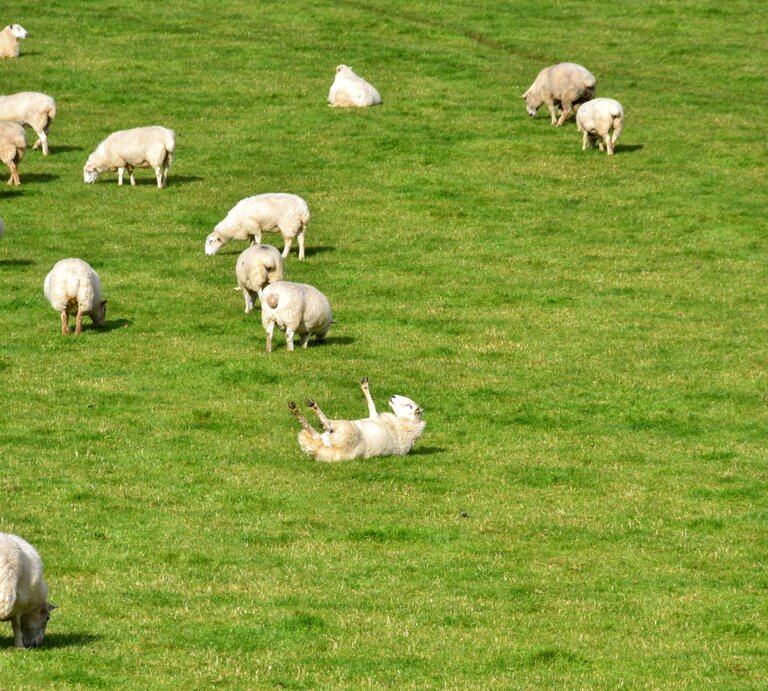 Auf einer sonnigen Weide voller grasender Schafe liegt mittig ein Schaf mit erhobenen Beinen rücklings auf dem Rücken. | © Adobe Stock / Cerib