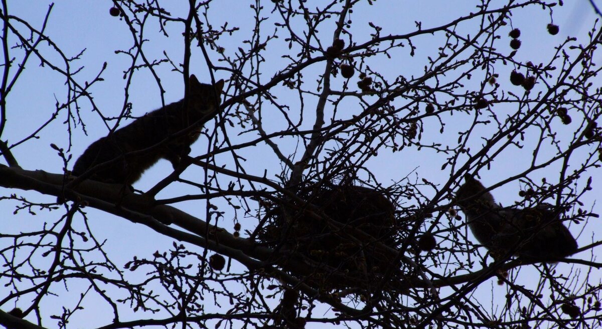 Zwei Katzen kauern lauernd in kahlem Geäst nahe einem Vogelnest bei Dämmerlicht vor blauem Himmel.