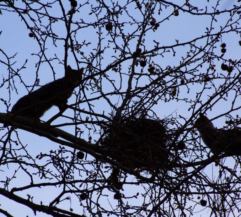 Zwei Katzen kauern lauernd in kahlem Geäst nahe einem Vogelnest bei Dämmerlicht vor blauem Himmel. | © Getty Images / katmaca