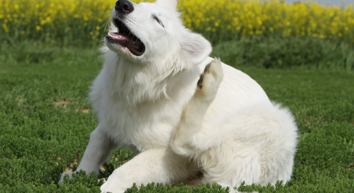 Weißer, junger Hund mit dichtem Fell kratzt sich genüsslich mit der Hinterpfote auf einer grünen Wiese im Sonnenschein.