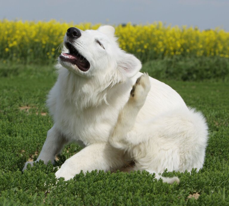 Weißer, junger Hund mit dichtem Fell kratzt sich genüsslich mit der Hinterpfote auf einer grünen Wiese im Sonnenschein. | © Adobe Stock / dogs
