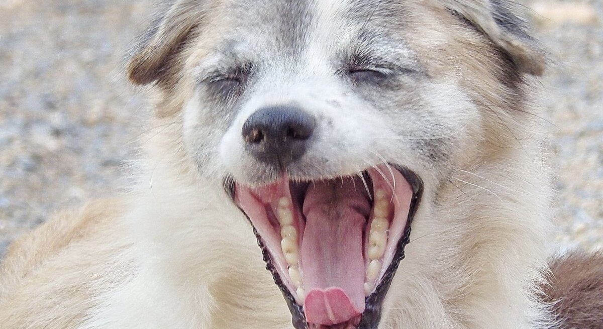Mittelgroßer Hund mit beigem und weißem Fell gähnt mit weit aufgerissenem Maul auf kiesigem Untergrund.