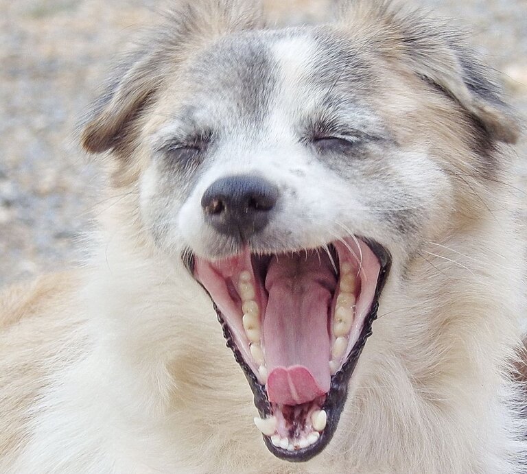 Mittelgroßer Hund mit beigem und weißem Fell gähnt mit weit aufgerissenem Maul auf kiesigem Untergrund. | © Getty Images / tingon_1967