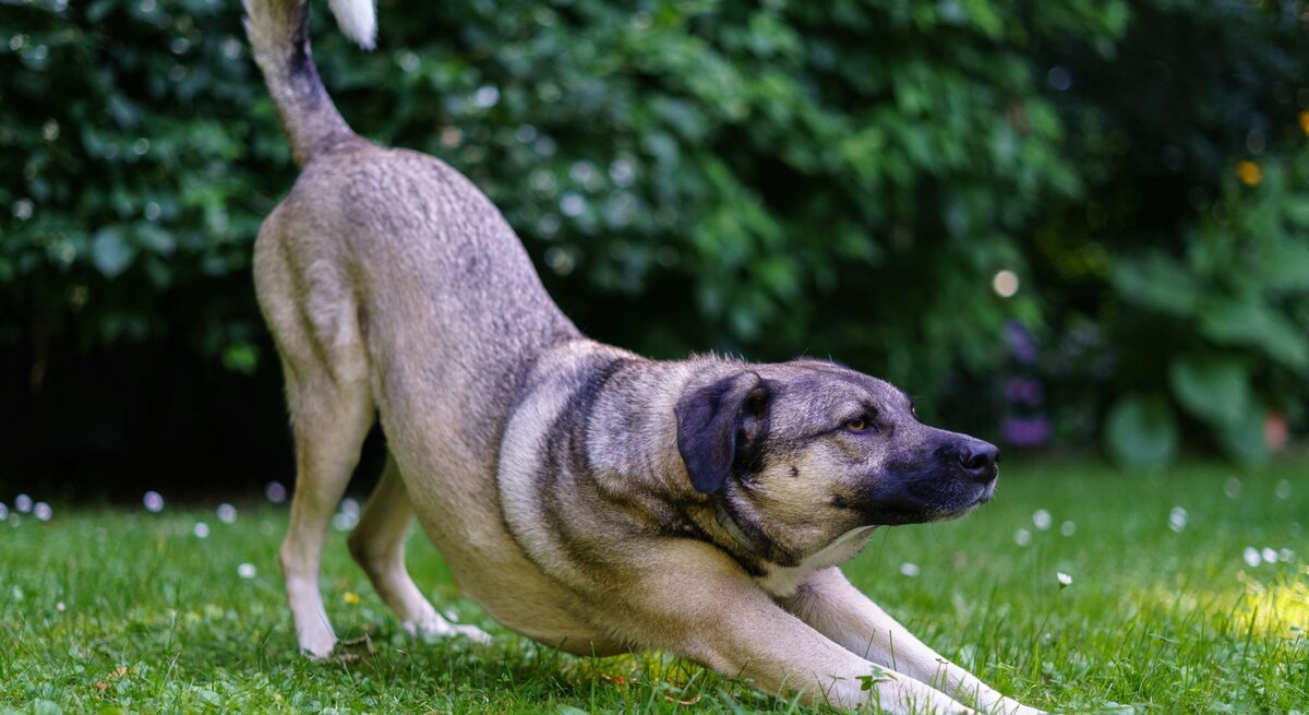 Kräftiger, mittelgroßer Hund mit hellbraunem Fell und dunkler Schnauze dehnt sich im Gras vor dichtem, grünem Buschwerk.