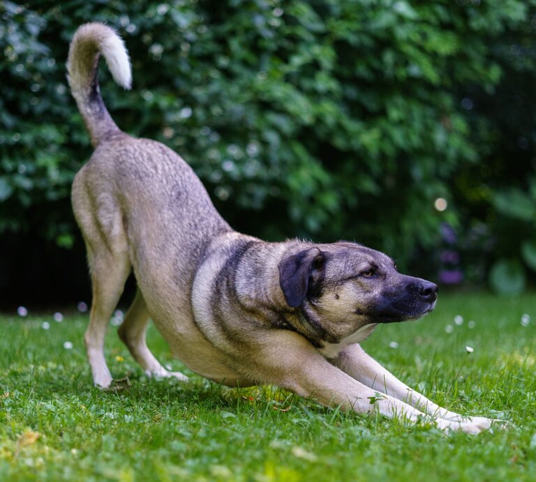 Kräftiger, mittelgroßer Hund mit hellbraunem Fell und dunkler Schnauze dehnt sich im Gras vor dichtem, grünem Buschwerk. | © Adobe Stock / JM Soedher