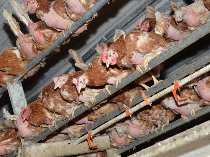 Abgemagerte braune Hennen mit gerupftem Gefieder drängen sich auf engen Metallstangen in einem düsteren Stall. | © PETA Deutschland