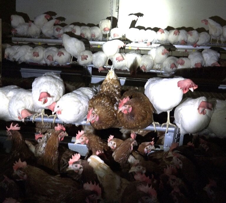 Zahlreiche braune und weiße Hühner drängen sich in dunklem Stall auf engen Metallstangen unter grellem Scheinwerferlicht. | © PETA Deutschland