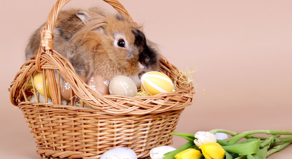 Ein braunes Löwenkopfkaninchen sitzt ruhig in einem Osterkorb voller bemalter Eier vor beigem Hintergrund.